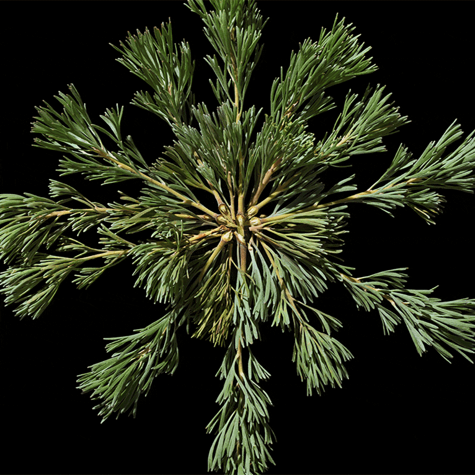 Poltergeist Heretic Parfum Animation – einzigartiger Duft