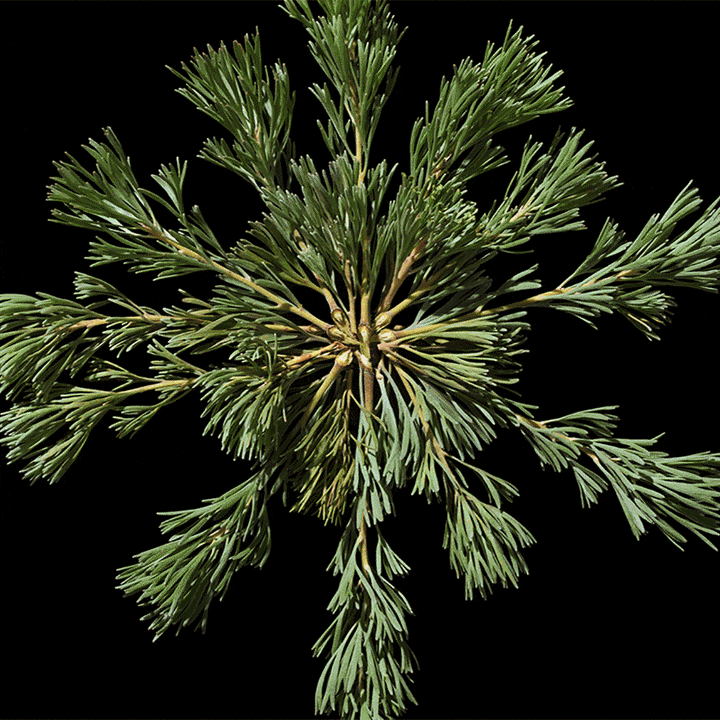 Poltergeist Heretic Parfum Animation – einzigartiger Duft