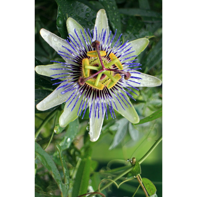 Relax Tonic: Nervous System Support - Passionflower