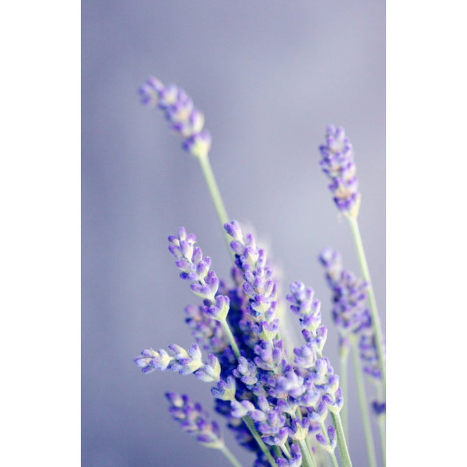 Relax Tonic: Nervous System Support - Lavendel