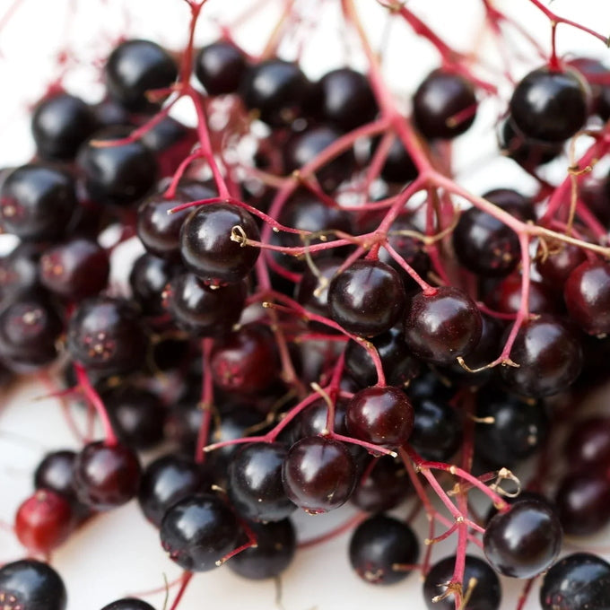 Black Elderberry Syrup: Organic Antivirals - Berries