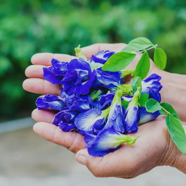 Butterfly Pea Flower: Blue Healer - Petals
