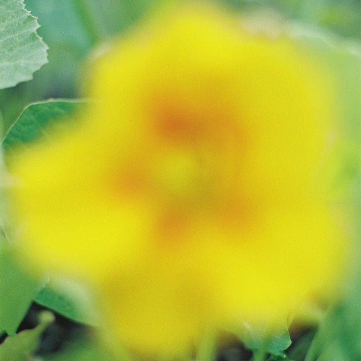 Perfume Neroli Dorado