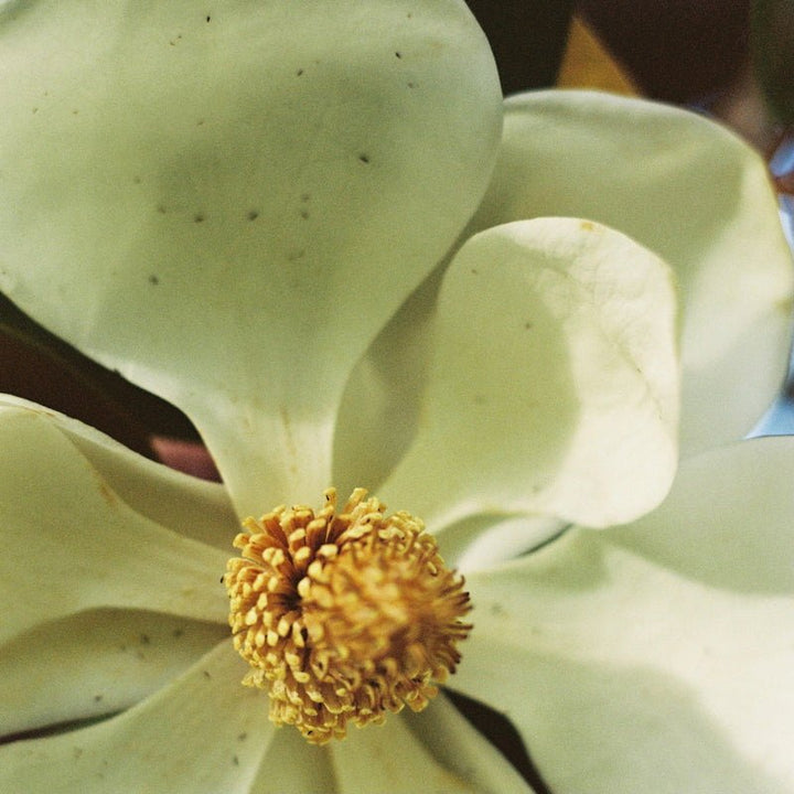 Gray Label Nurture Parfum - Flower