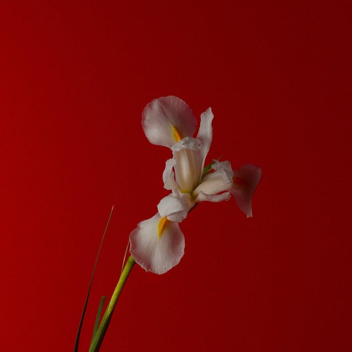 Pink Iris Still Life Ingredient