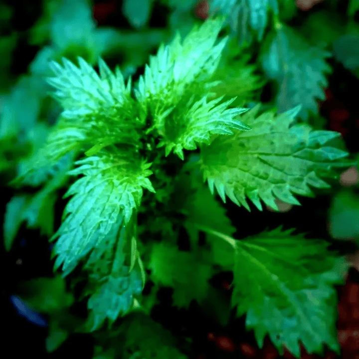 Mineral House Tea | Strengthen + Mineralize 56,6 g - Blanda Beauty