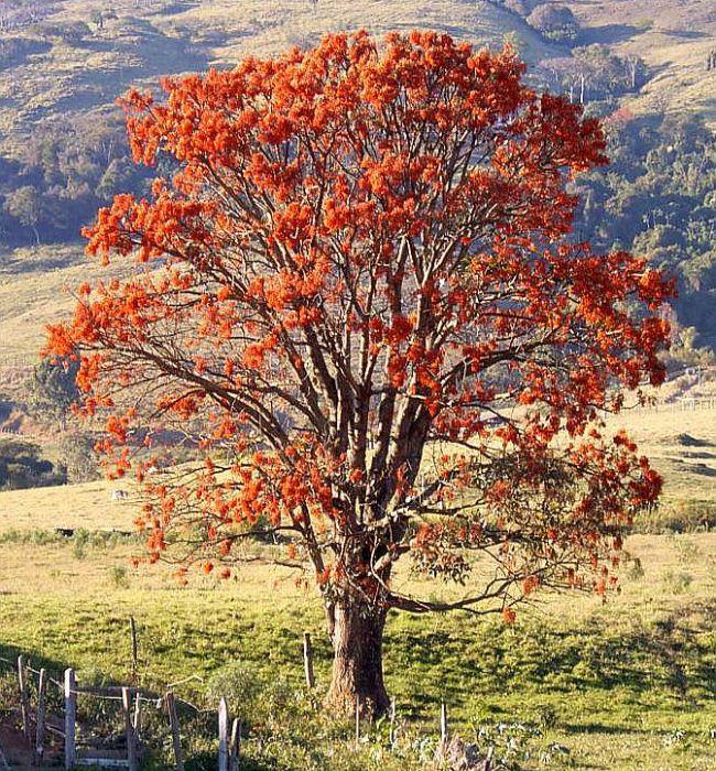 Anima Mundi Mulungu | Amazonian Dream Ally 113 g - Baum