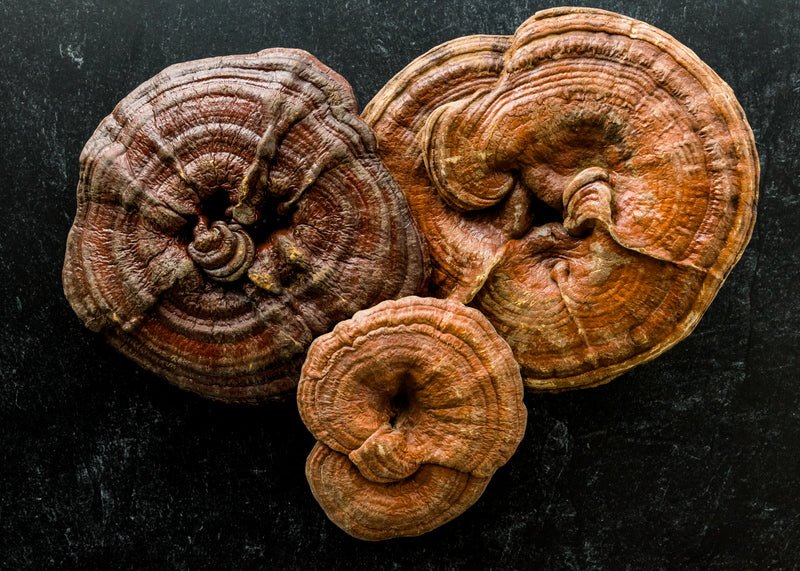 Reishi: Fontana della giovinezza super tonica spirituale - Reishi