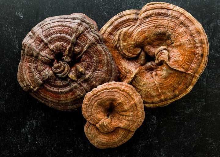 Reishi: Fontana della giovinezza super tonica spirituale - Reishi