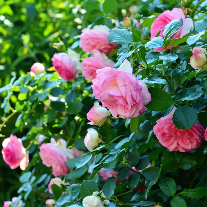 Rose Body Oil | Restorative + Moisturizing 118 ml - Blanda Beauty