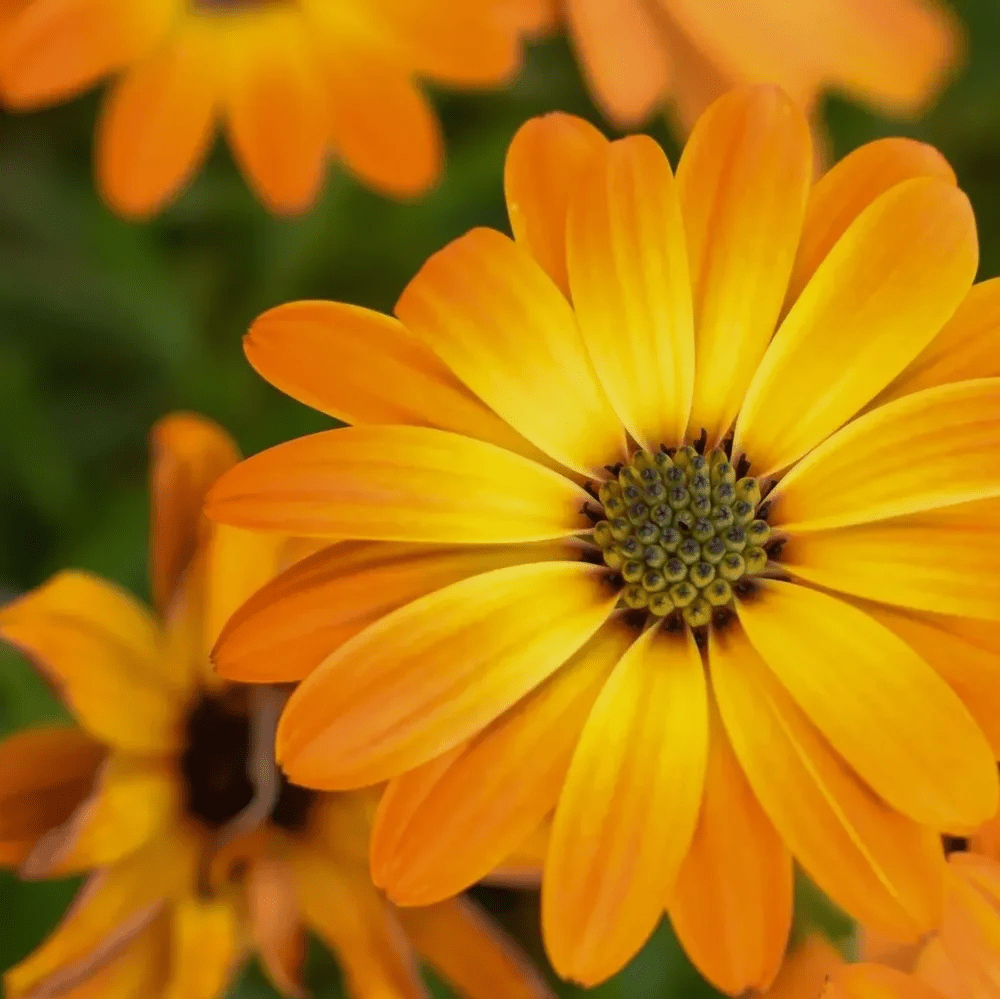 Rose Body Oil | Restorative + Moisturizing 118 ml - Blanda Beauty