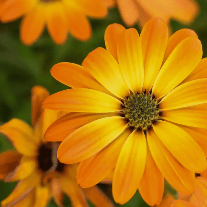 Rose Body Oil | Restorative + Moisturizing 118 ml - Blanda Beauty