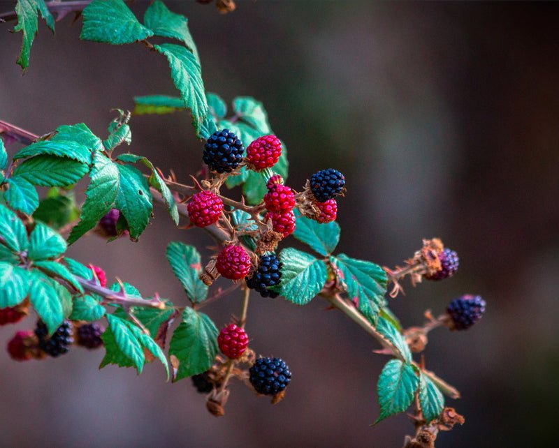 Womb Tea: Nourish + Empower Mood Raspberry