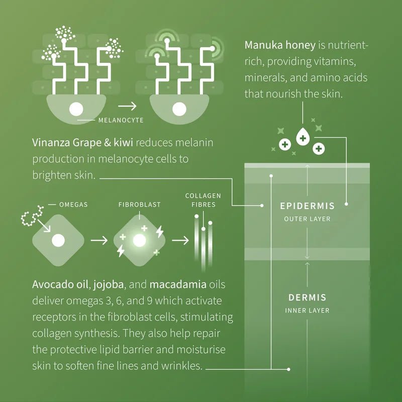 Avocado Pear Collagen-Boosting Night Cream Explained