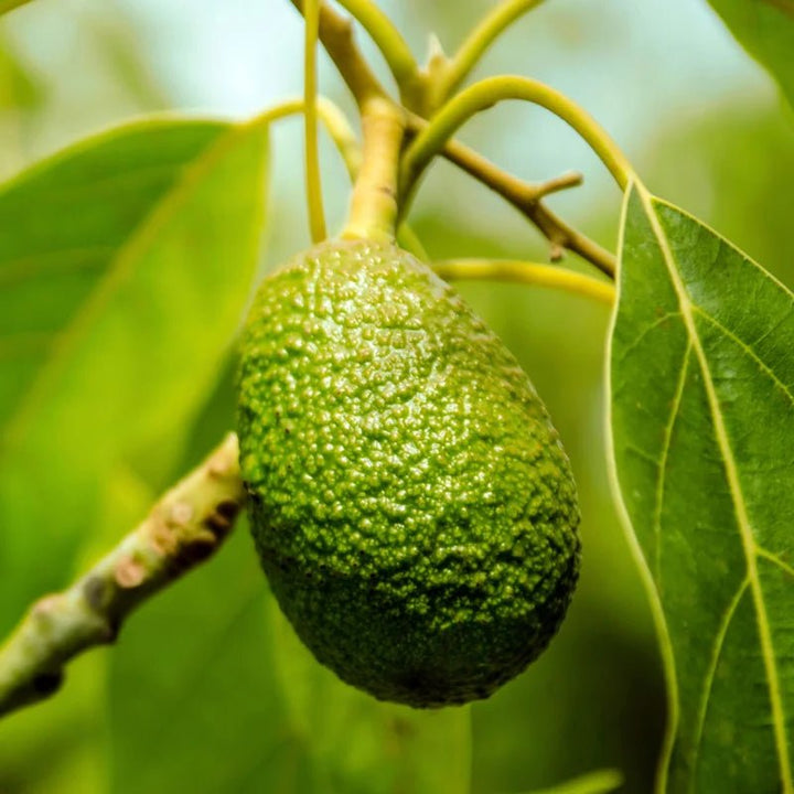 Avocado Oil