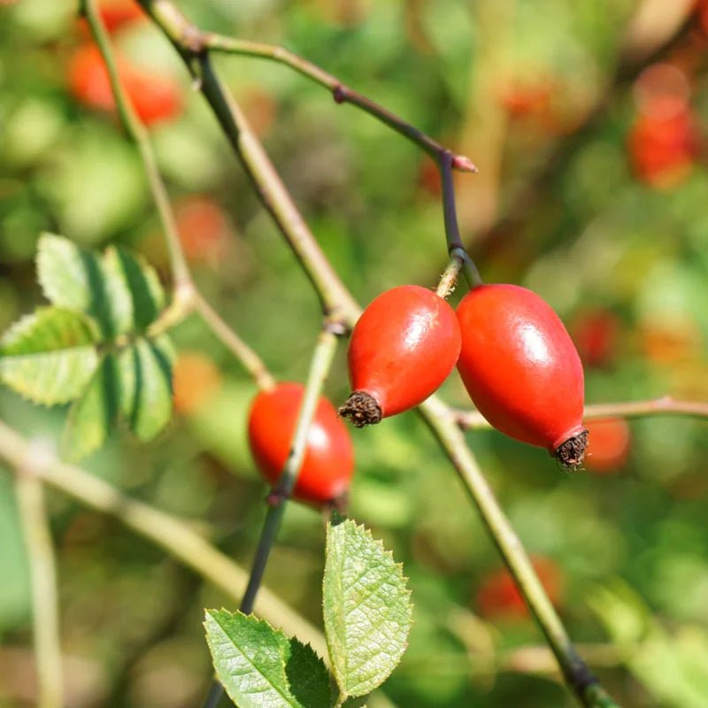 Rosehip Oil
