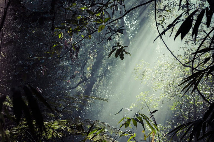 Ashe Omi Irè Perfume Oil Rainforest