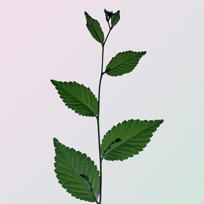 Cosmic Dealer Botanical Bouche - Spray bucal de menta verde
