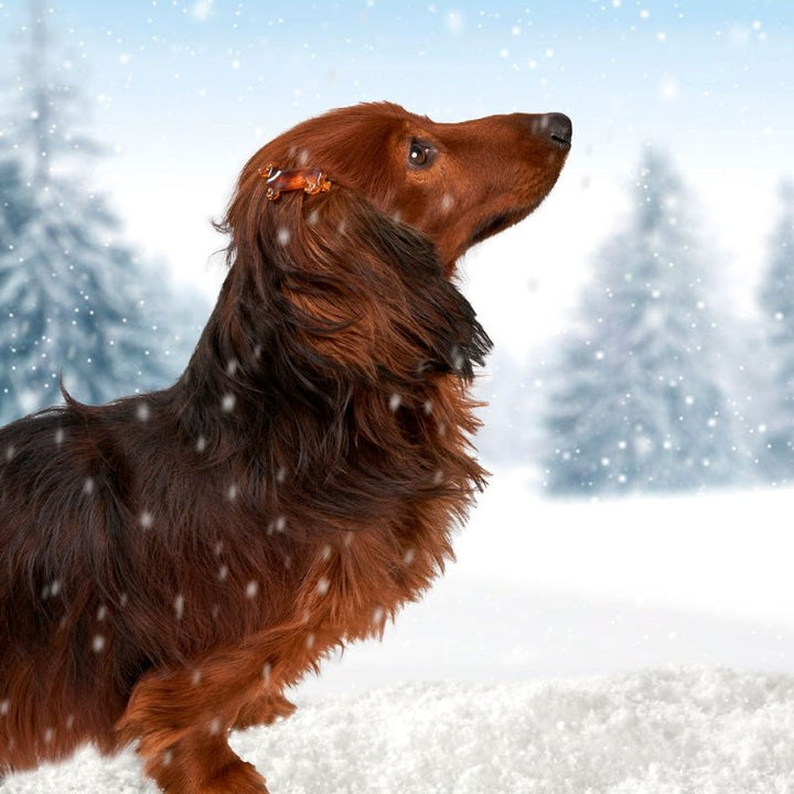 Coucou Suzette Dachshund Hair Clip - Dachshund with hair clip