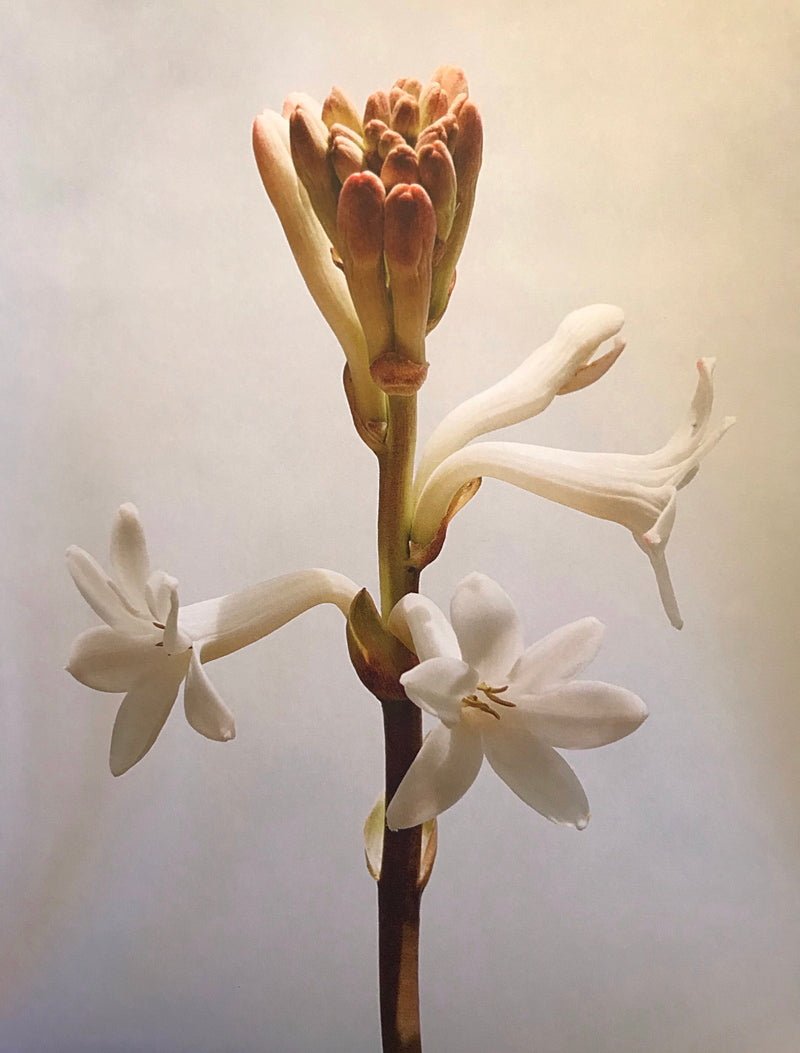 Élisire Érose – Blanda Beauty