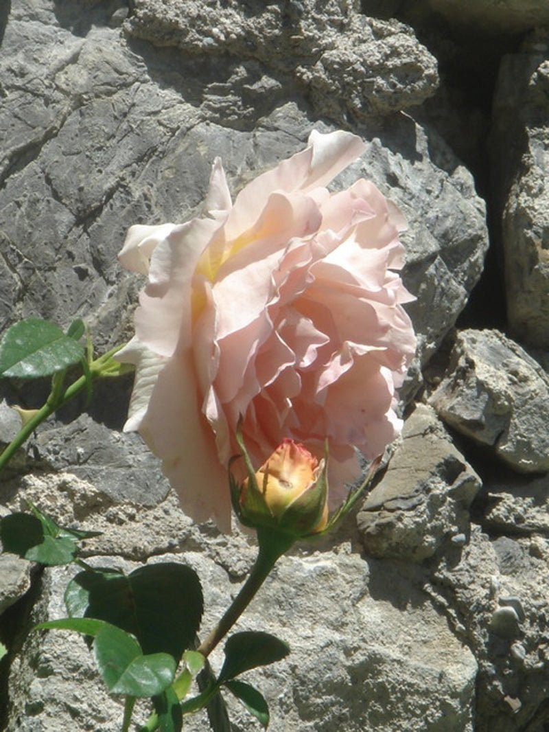 Poudre Desir Extrait de Parfum Mood Flower