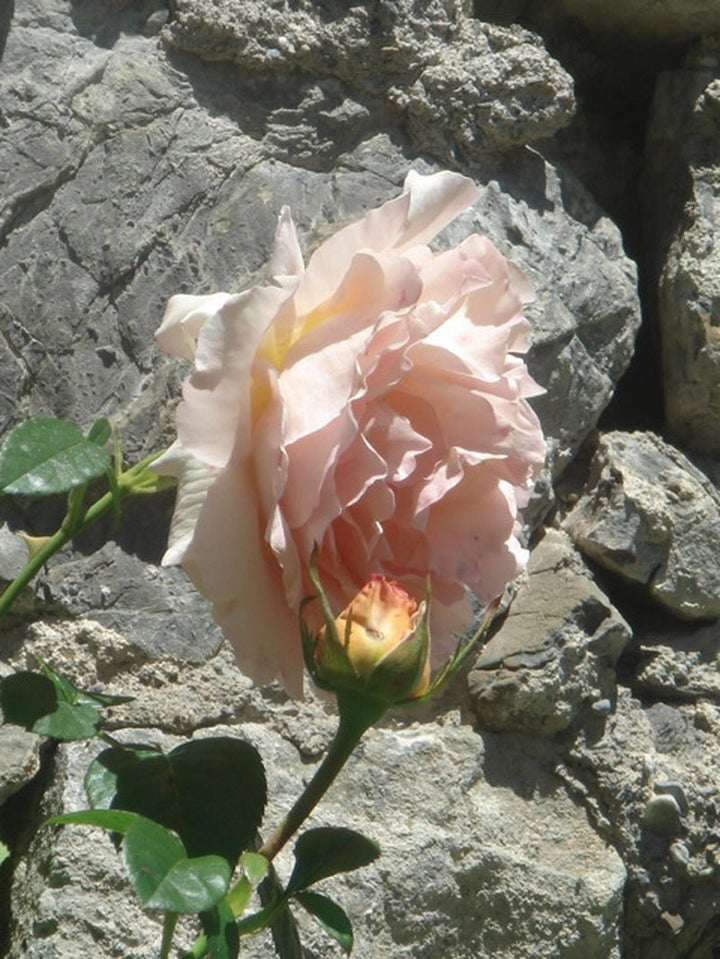 Poudre Desir Extrait de Parfum Mood Flower