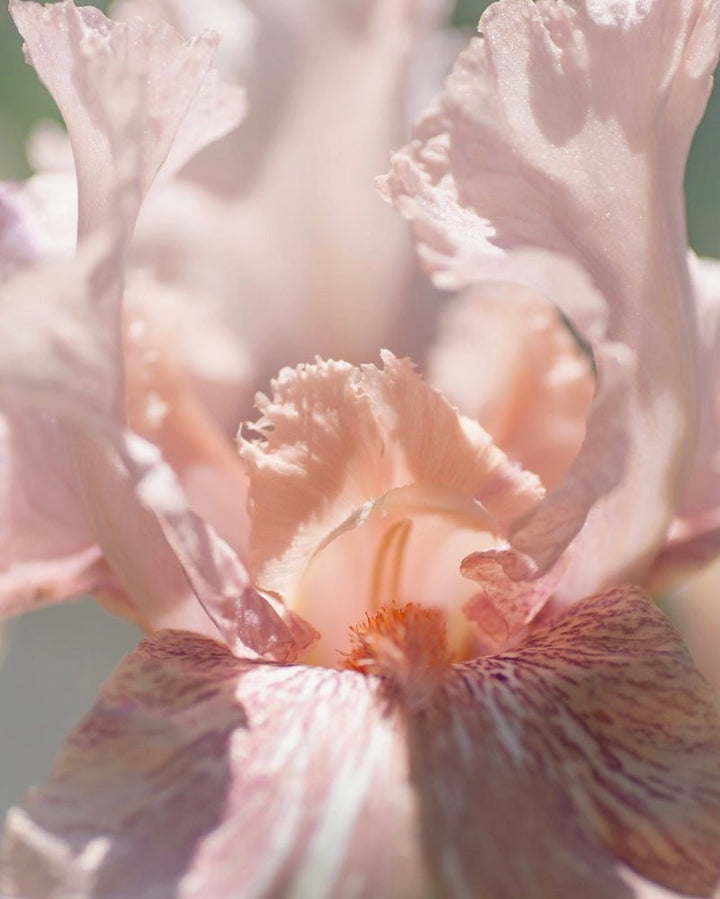 Poudre Desir Extrait de Parfum Mood Blossom