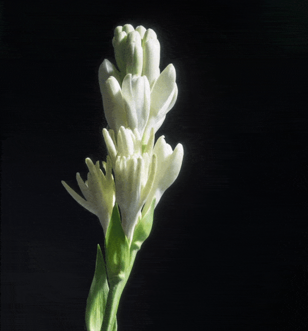 Nocturnal Tuberose Heretic Parfum – animierte Darstellung der Duftkomposition