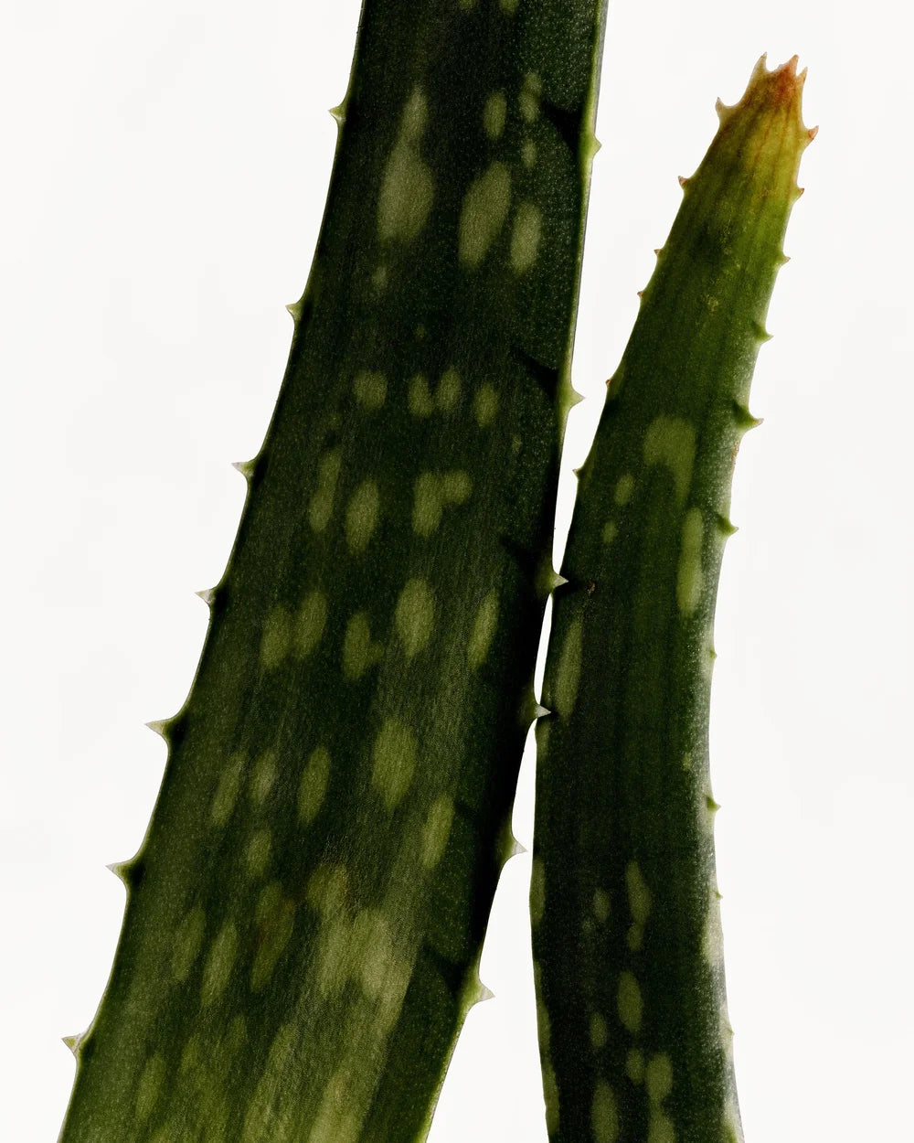 Manasi 7 Furora – botanische Gesichtspflege mit fermentierten Wirkstoffen und Präbiotika