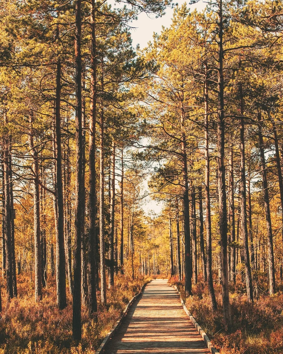Eau de Parfum EN – inspiriert von den heiligen Wäldern Japans.