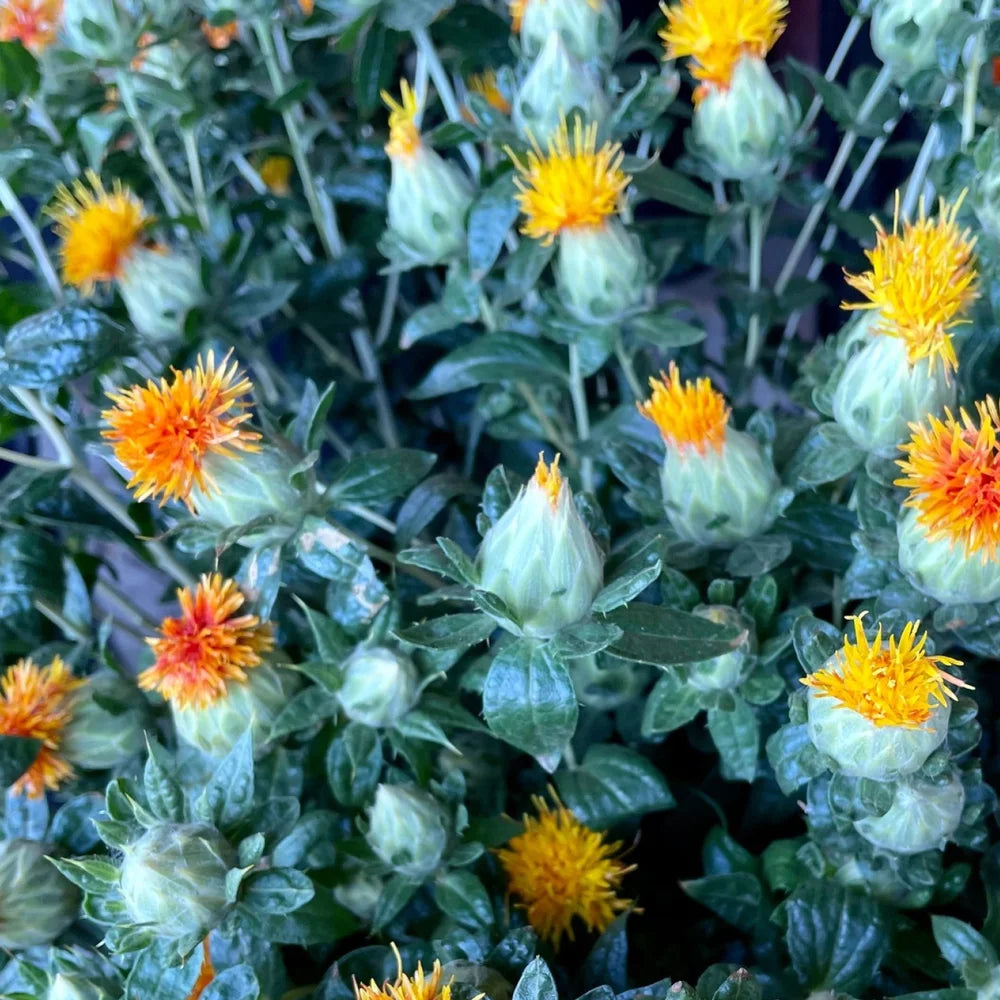 Färberdistel - Key Inhaltsstoff für Antipodes Peach Freesia Haarpflege