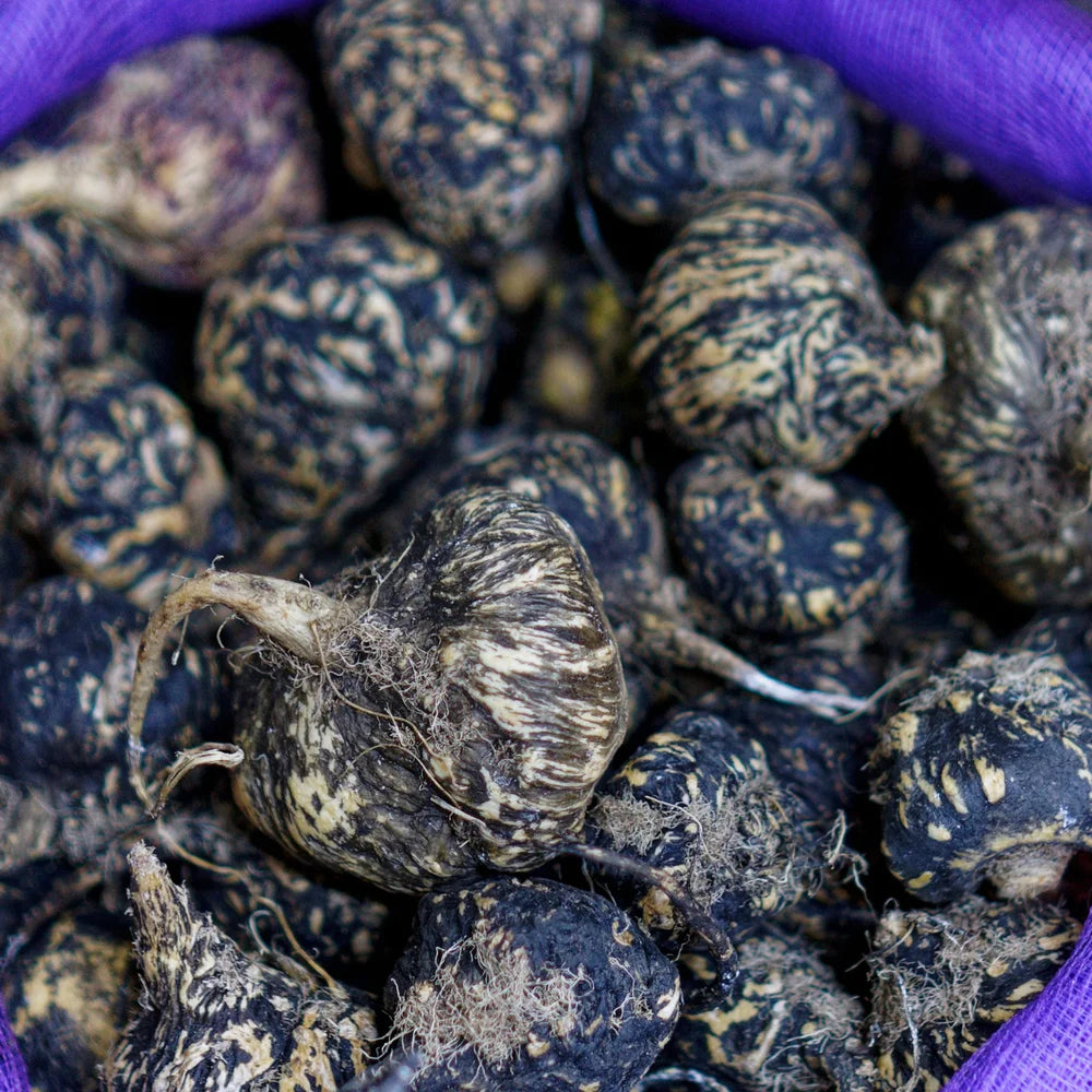 Black Maca Wirkstoff im Antipodes Fig + Feijoa Repair & Nourish Shampoo