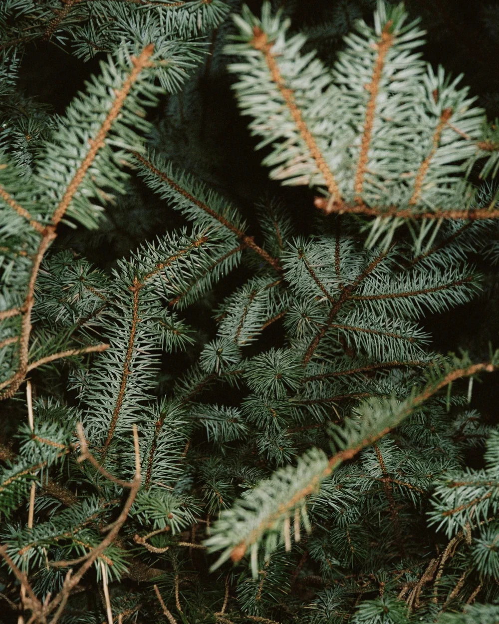 L:A Bruket 221 Hand Cream Spruce mit Fichtenduft