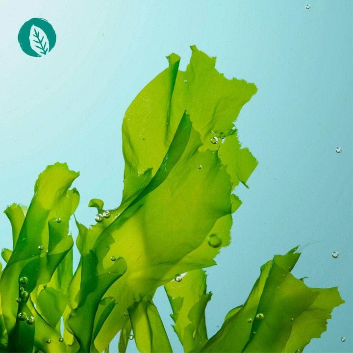 Innonature Omega 3 Softgel Kapseln - Alge Mood
