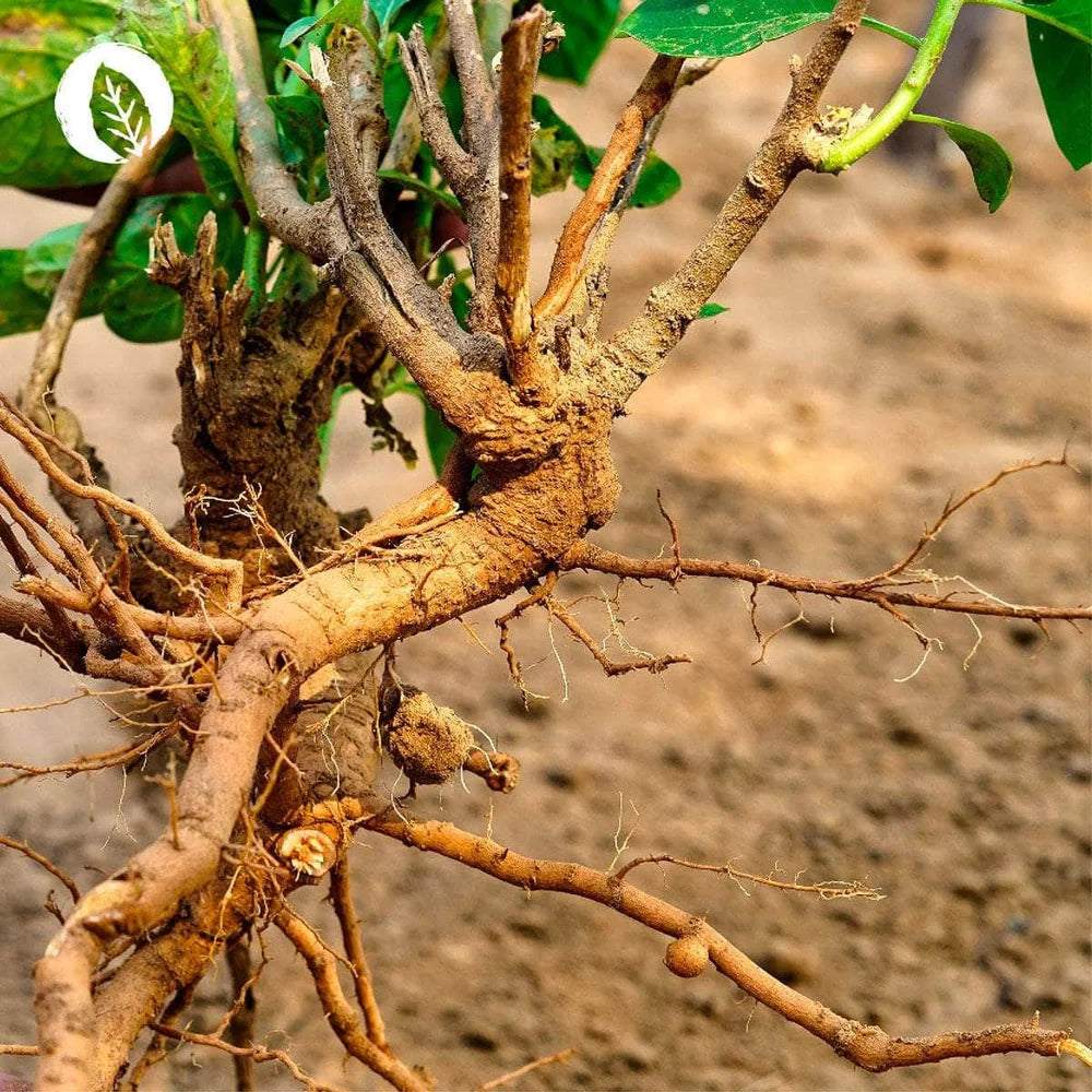 Ashwagandha Wurzel Extrakt Tropfen von InnoNature - Wurzel