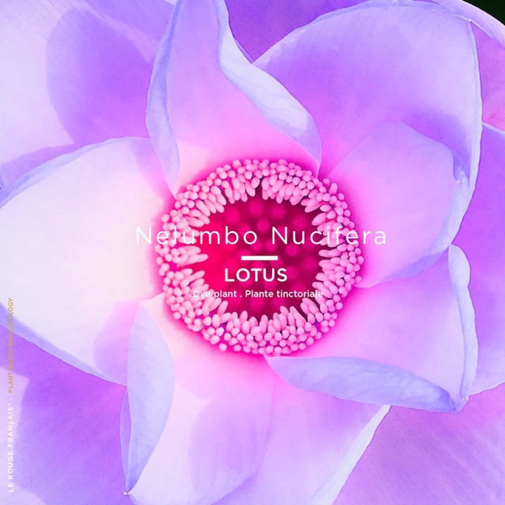 Lipstick 020 Le Brun Hanahasu 4 g - Blanda Beauty