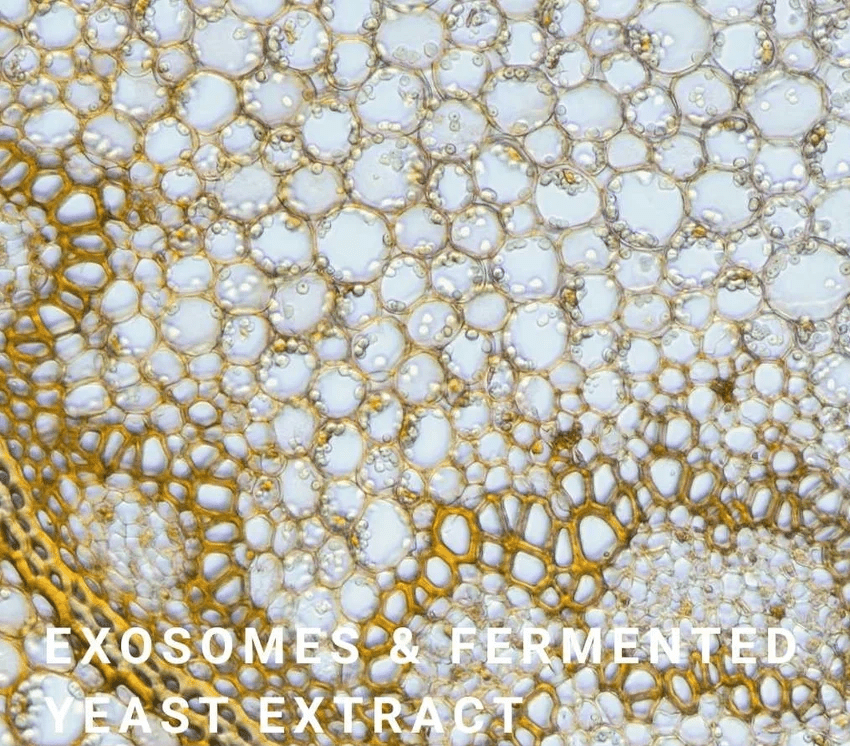 Exosomes Radiance Renewal Treatment 50 ml - Blanda Beauty