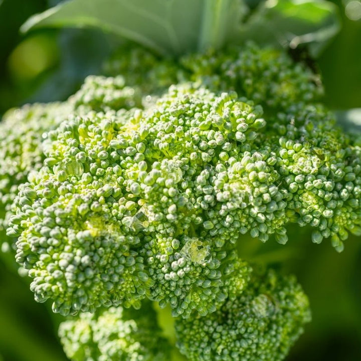 Ingredientes del champú hidratante volumen y brillo 2