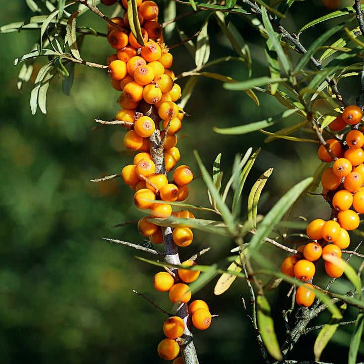 Oden Vitamin serum sea buckthorn
