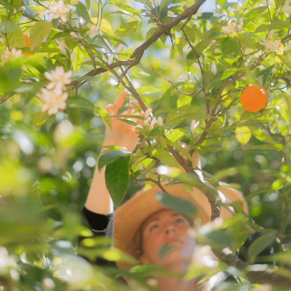 Orange Blossom Body Oil 100 ml - Blanda Beauty