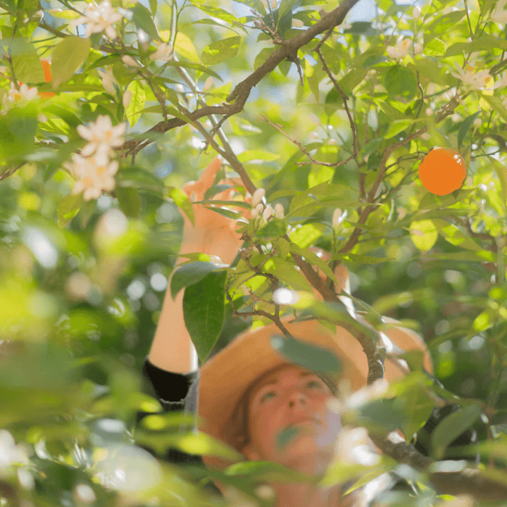 Orange Blossom Body Oil 100 ml - Blanda Beauty