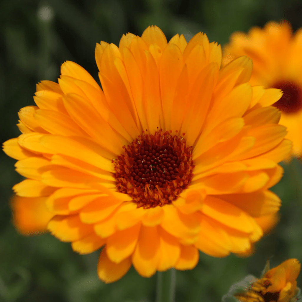 Orange Blossom Body Oil 100 ml - Blanda Beauty