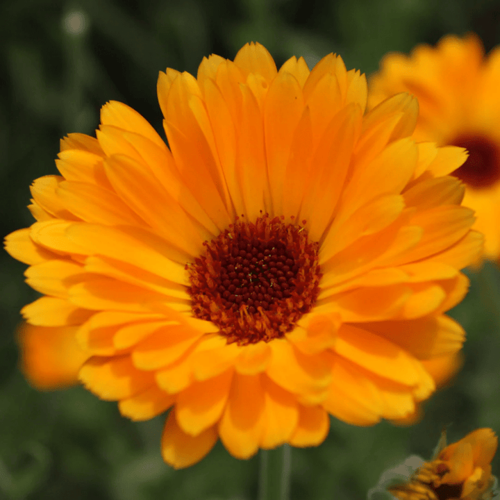 Orange Blossom Body Oil 100 ml - Blanda Beauty