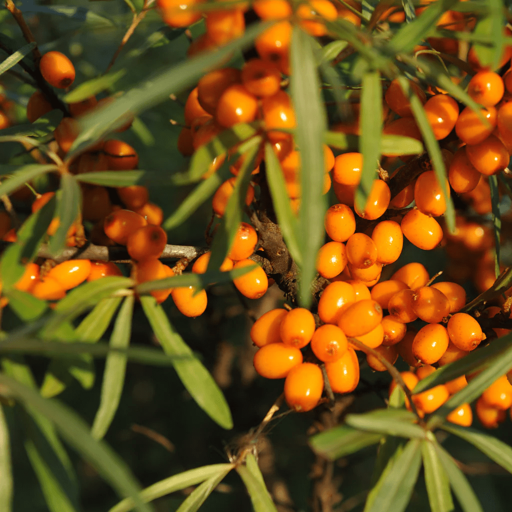 Sérum Éclat 30 ml - Blanda Beauty