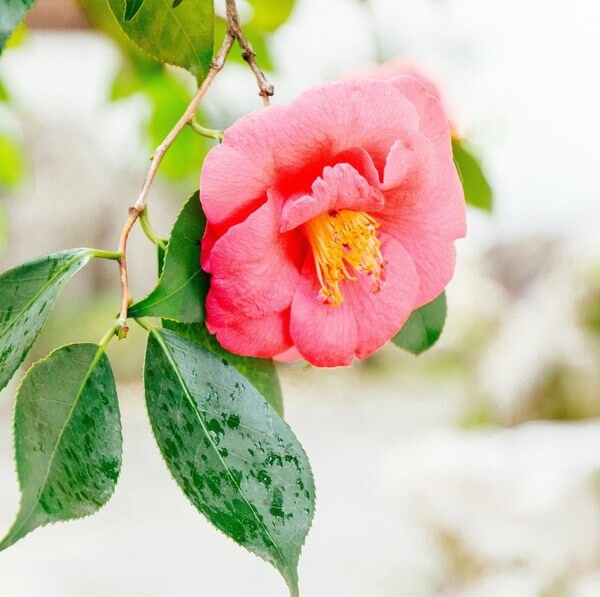 SanDaWha Camellia Flower Hydrating Mist 80 ml