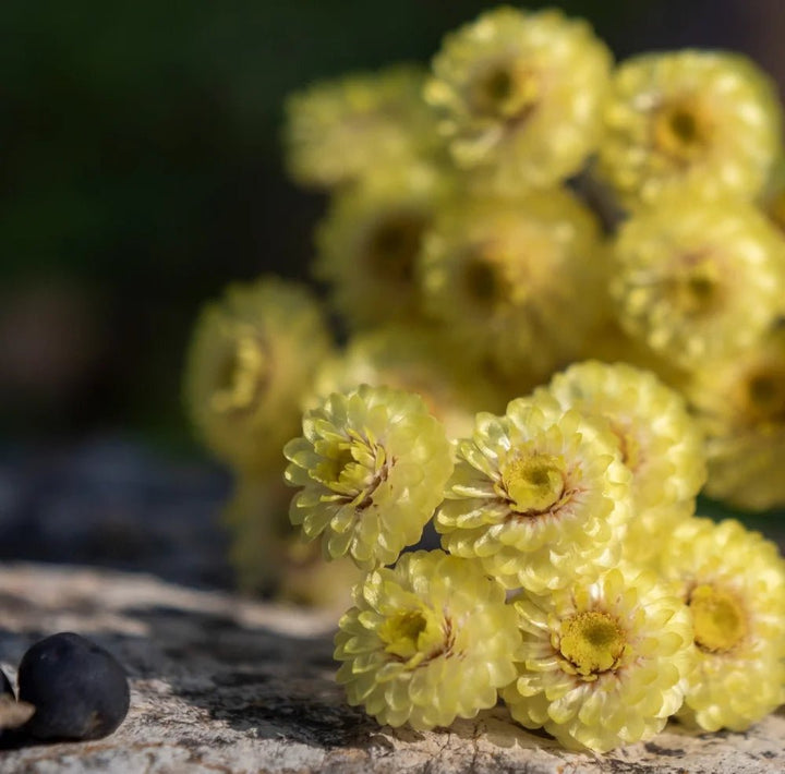 C5 - Cédrat Myrte Immortelle - Blanda Beauty