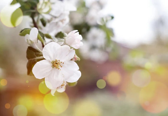 Neroli Cleansing Oil Neroli