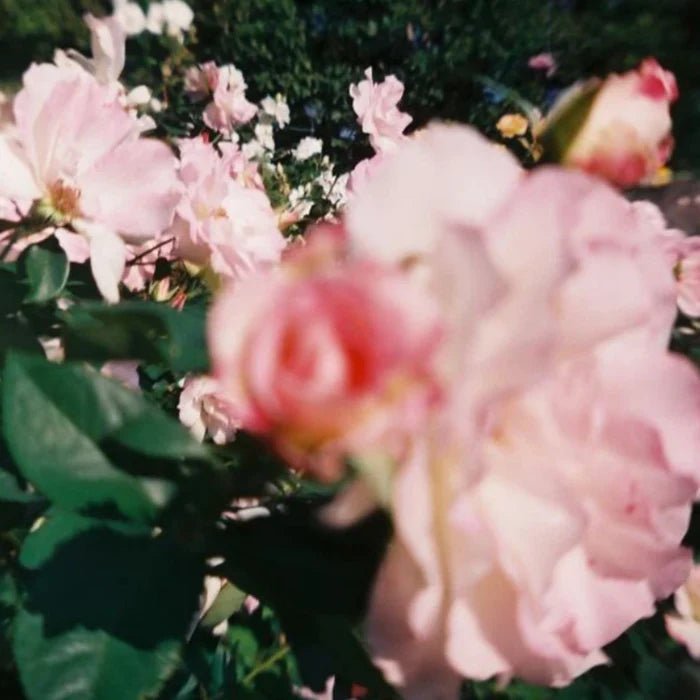 Wild Rose Botanical Mist - Roses