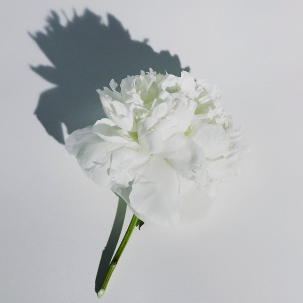 Abel White Vetiver Perfume white flower