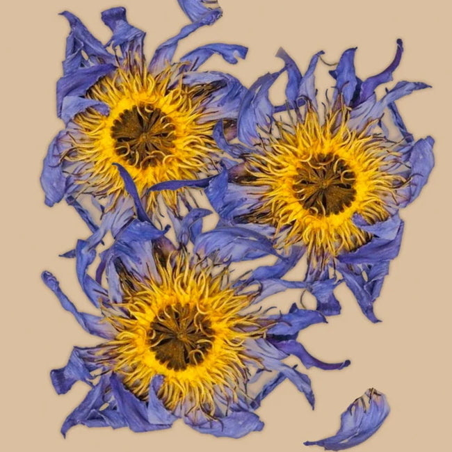 Blue Lotus: Whole Flowers 3 pcs